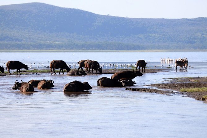 2 Day Tour Lake Nakuru, Hell' s Gate & Lake Naivasha From Nairobi - Why this two-day route works from Nairobi
