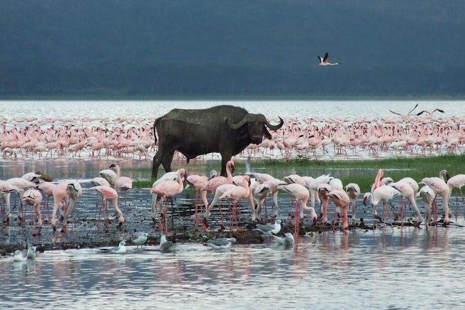 2 Day Tour Lake Nakuru, Hell' s Gate & Lake Naivasha From Nairobi - Lake Naivasha by boat at 2 p.m.