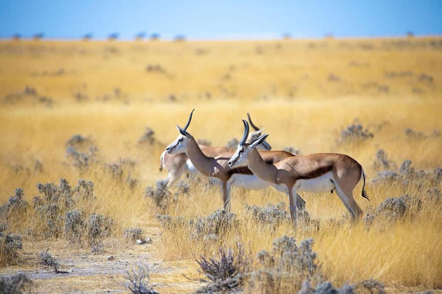 2-Day Tsavo East National Park Safari (with options) - The guides and the feel of the trip
