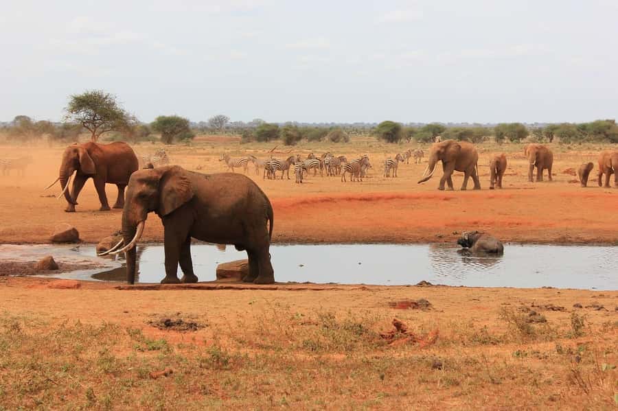 2-Day Tsavo East National Park Safari (with options) - Who should book this safari