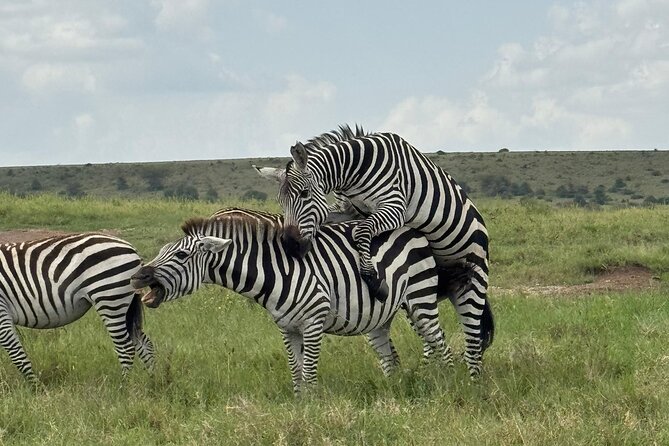 2 Days 1 Night Amboseli National Park Private Safari. - Why a short Amboseli safari works