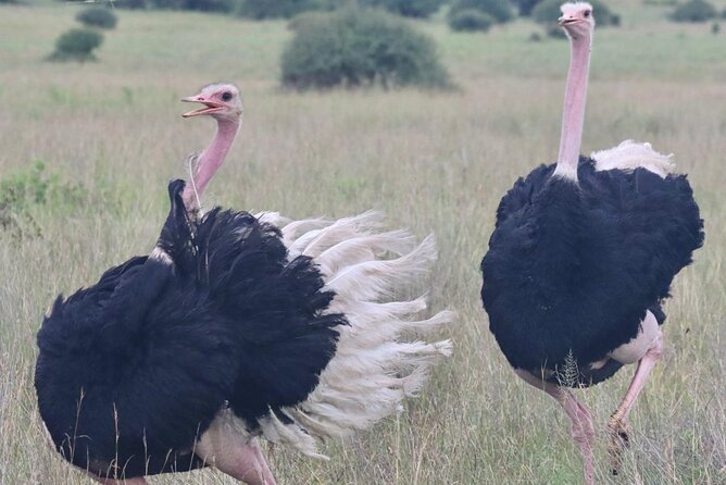 2 Days 1 Night Amboseli National Park Private Safari. - Lodge comfort and the Kibo Safari Camp option