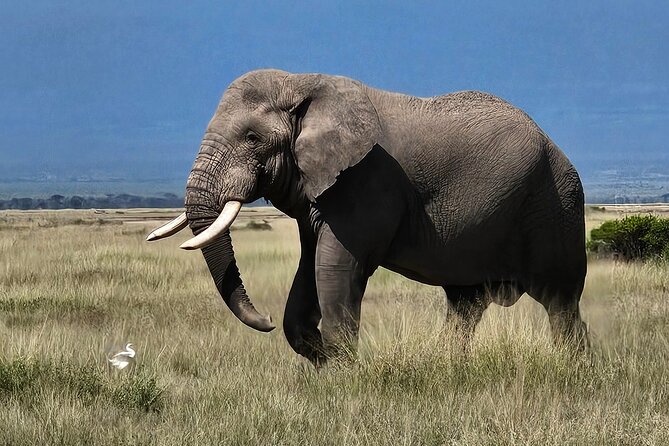 2 Days 1 Night Amboseli National Park Private Safari. - The early morning game drive