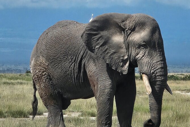 2 Days 1 Night Amboseli National Park Private Safari. - What the private format changes