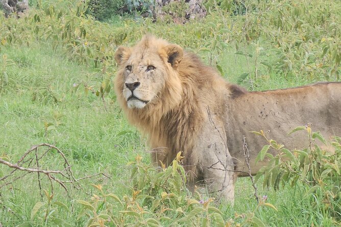 2 Days 1 Night Amboseli National Park Private Safari. - What is included, and what costs extra