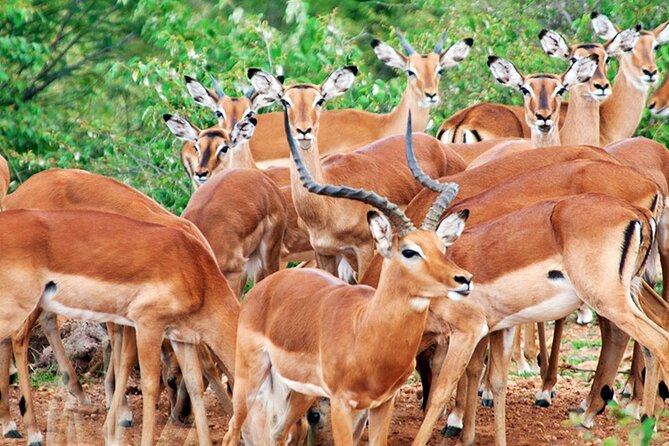 2 Days 1 Night Amboseli National Park Safari from Nairobi - The optional Maasai village visit