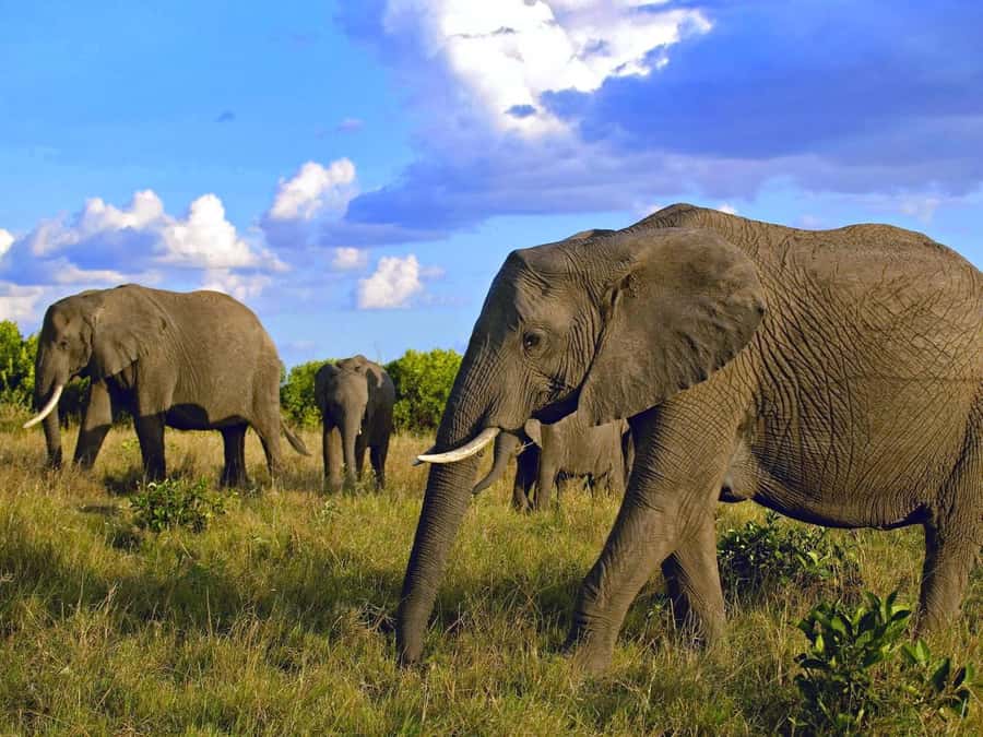 2 Days 1 Night Amboseli Safari - Day two: an early start and a short final drive