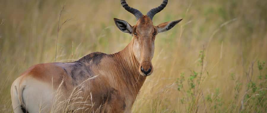 2 Days 1 Night Amboseli Safari - The guide can shape the whole experience
