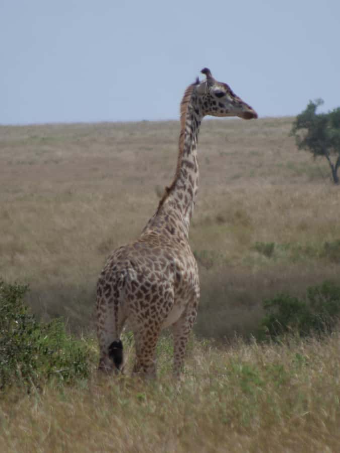2 Days 1 Night Amboseli Safari - What $548 includes, and what it does not