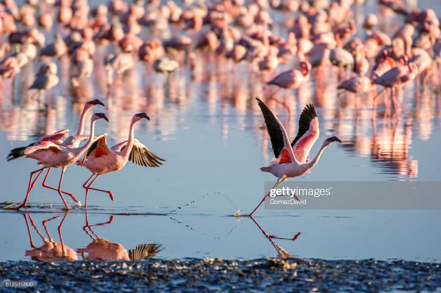 2 Days 1 Night Amboseli Safari - Lodges, meals, and the overnight pause