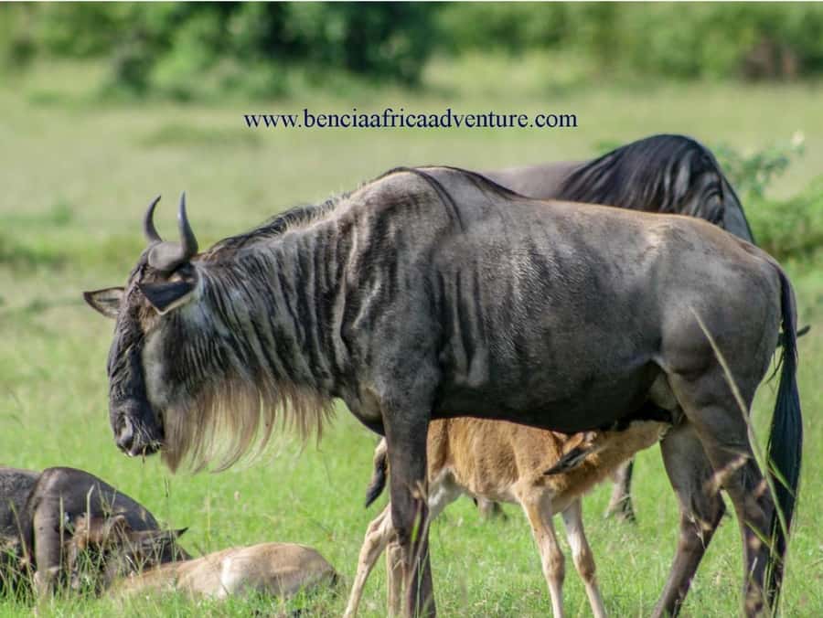 2 Days 1 Night Amboseli Safari - Timing problems to prevent before departure