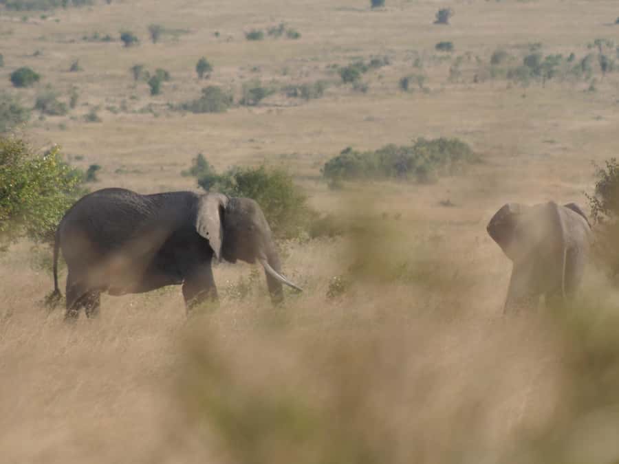 2 Days 1 Night Amboseli Safari - Who will get the most from this safari