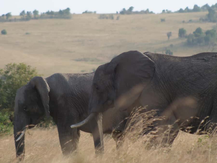 2 Days 1 Night Amboseli Safari - Day one: from Nairobi to the afternoon drive