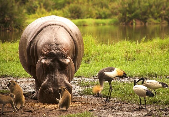 (2 Days, 1 Night) Day & Night Game Drive Tsavo East National Park - Key points to know before booking