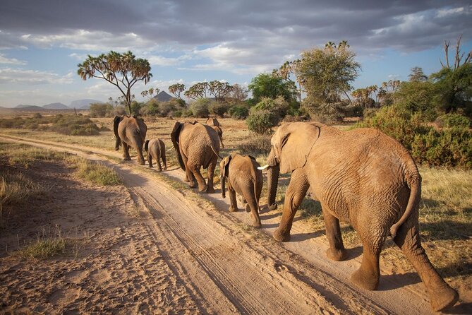 (2 Days, 1 Night) Day & Night Game Drive Tsavo East National Park - The 4:30 AM departure from the coast