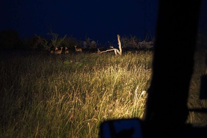 (2 Days, 1 Night) Day & Night Game Drive Tsavo East National Park - What the price includes at $530