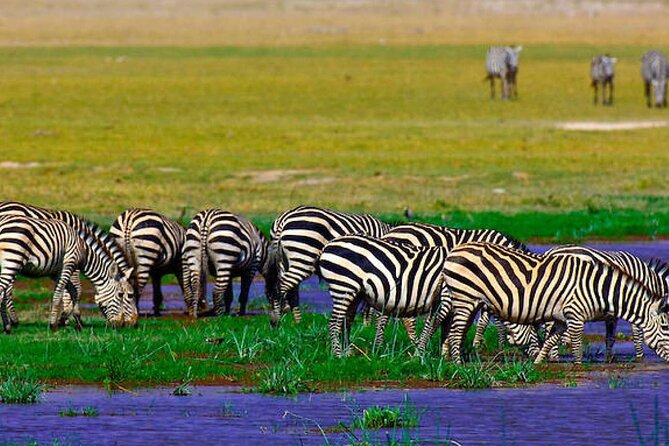 2 Days 1 Night Private Tour to Amboseli National park 4<em>4 Vehicle – Why Amboseli is worth the long road from Nairobi’ /></p>
<p><p>Amboseli is famous for two things that work beautifully together: elephants and Mount Kilimanjaro. The mountain dominates the horizon, while the park’s open plains and wetlands attract large numbers of wildlife, especially during the dry season.</p>
</p>
<p><p>The elephant herds are the main event. Amboseli is one of Africa’s best places to see them at close range, including large bulls with impressive tusks. You may also see wildebeest, zebras, buffalo, lions, cheetahs, and hyenas. A dramatic hunt or kill is possible, but it is never something a responsible guide can promise.</p>
</p>
<p><p>The park covers several types of habitat. You may pass the dry bed of Lake Amboseli, wet areas fed by sulfur springs, open savannah, and woodland. That variety helps explain why the park can feel more interesting than a simple grass plain. It also supports more than 370 bird species, making the trip worthwhile even when the larger animals are keeping out of sight.</p>
</p>
<p><p>Mount Kilimanjaro is not always visible. Clouds can cover the summit, and the clearest views often come early in the morning. Your guide cannot control the weather, but the schedule gives you a morning game drive when the air may be clearer and the light is especially good for photographs.</p>
</p>
<h2>Leaving Nairobi at 7:00 am</h2>
<p><img width="669" height="446" decoding="async" src=