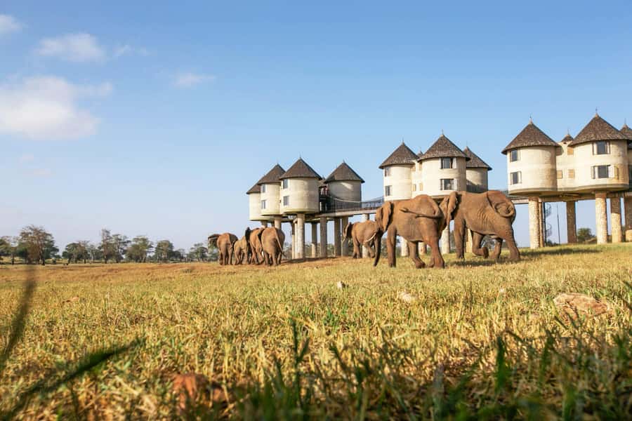 2 days 1 night saltlick safari from Diani/Mombasa - Early morning drive and the return to the coast