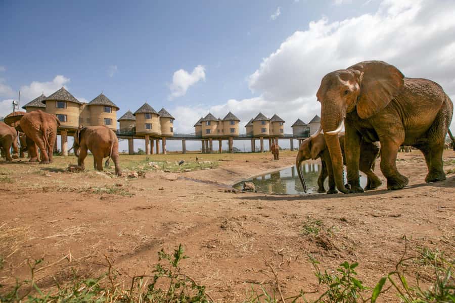 2 days 1 night saltlick safari from Diani/Mombasa - Who should book this two-day safari?