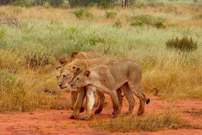 2 Days (1 night); Tsavo East & Saltlick Safari: - Why this safari works from Diani Beach