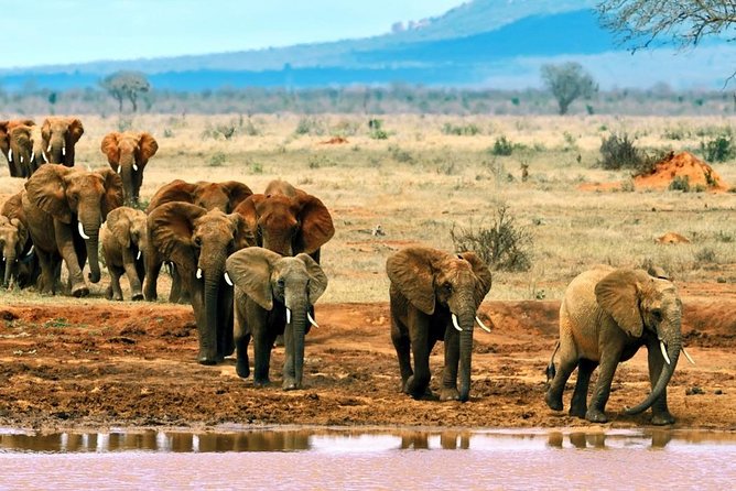 2 Days (1 night); Tsavo East & Saltlick Safari: - The 6:15 am game drive on day two