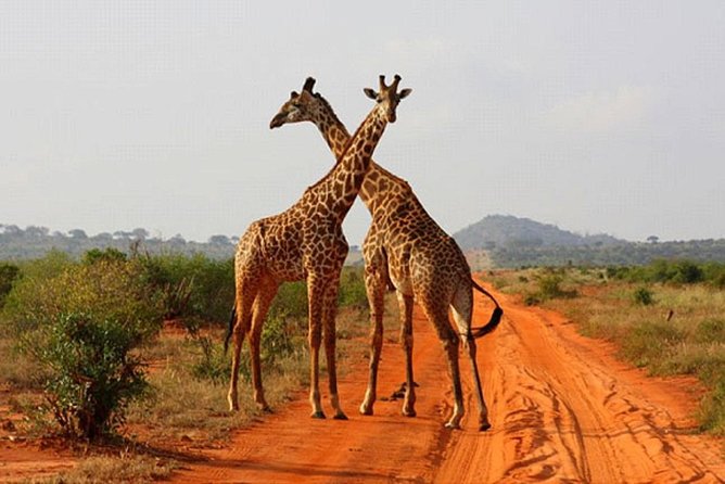 2 Days (1 night); Tsavo East & Saltlick Safari: - Tsavo East through Bachuma Gate