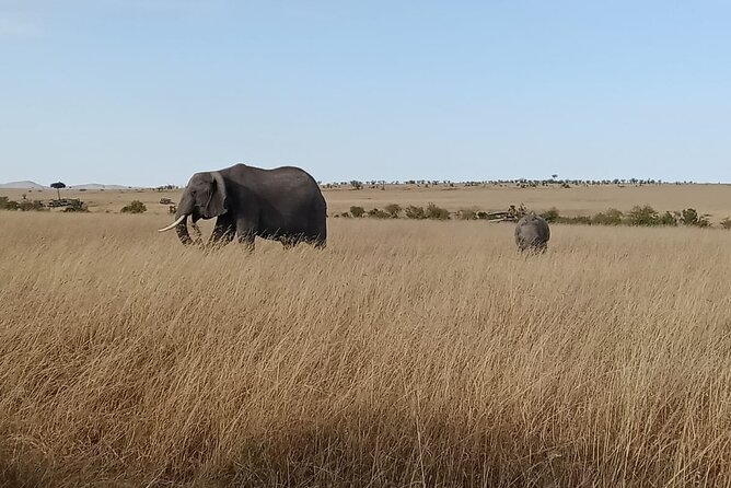 2 Days Adventurous Safari in Amboseli (Mid Range Tour) - Day two: a full game drive, marshes, and Maasai culture