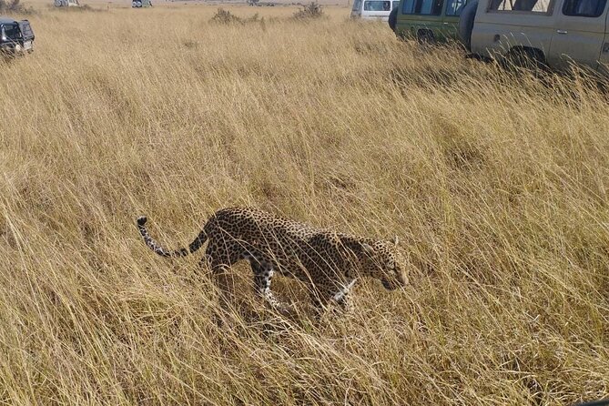 2 Days Adventurous Safari in Amboseli (Mid Range Tour) - Who should book this safari
