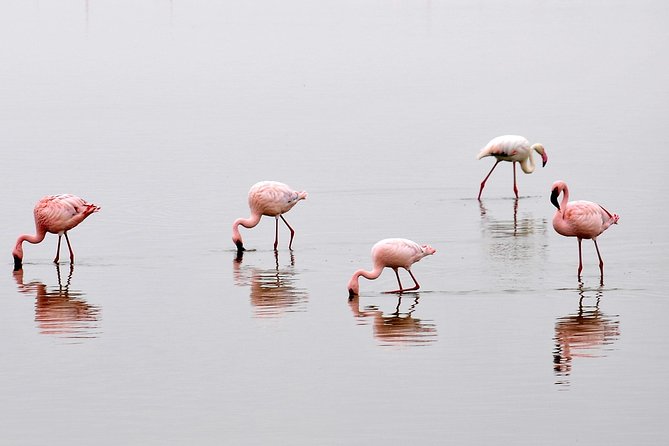 2 Days Amboseli Getaway Trip - Key points before you book