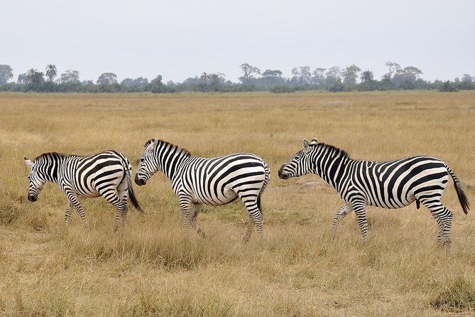 2 Days Amboseli Getaway Trip - Why this two-day Amboseli trip works