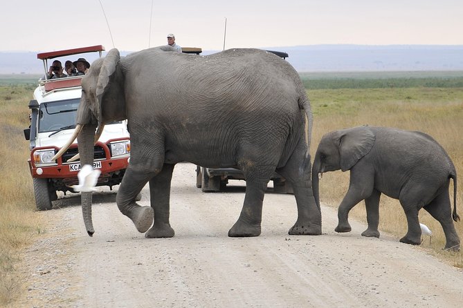 2 Days Amboseli Getaway Trip - The early morning drive and the best light