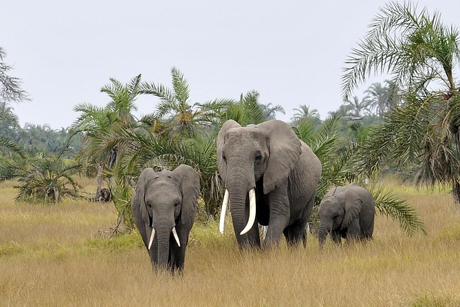 2 Days Amboseli Getaway Trip - Who should choose this safari