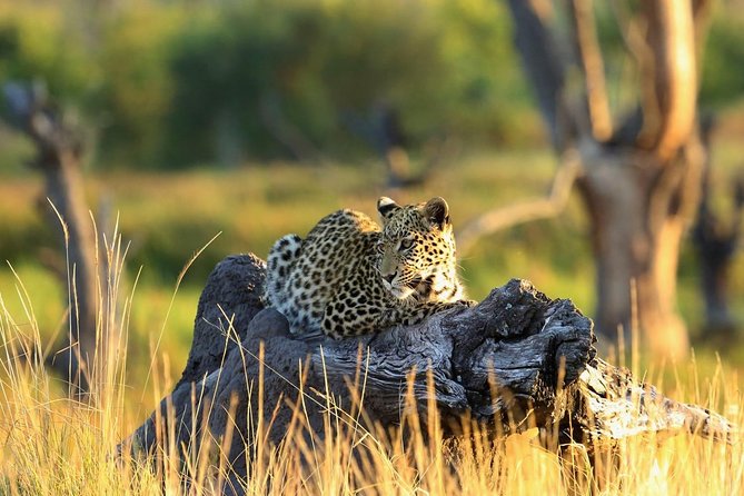 2 days Amboseli National Park Safari - Why Amboseli works so well for a short safari