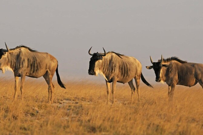 2 days Amboseli National Park Safari - Observation Hill and the best wide view