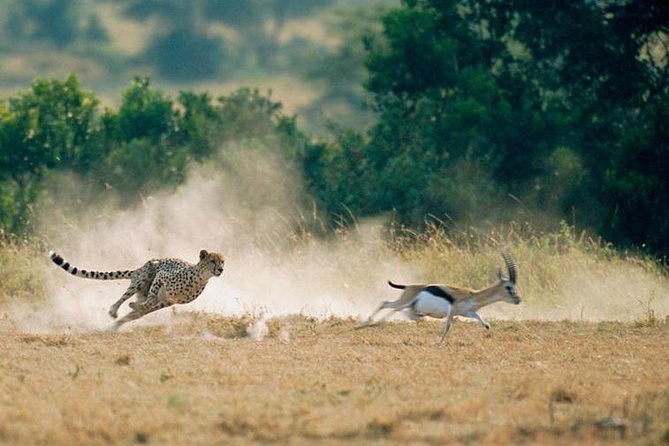 2 days Amboseli National Park Safari - An early start and the drive back to Nairobi
