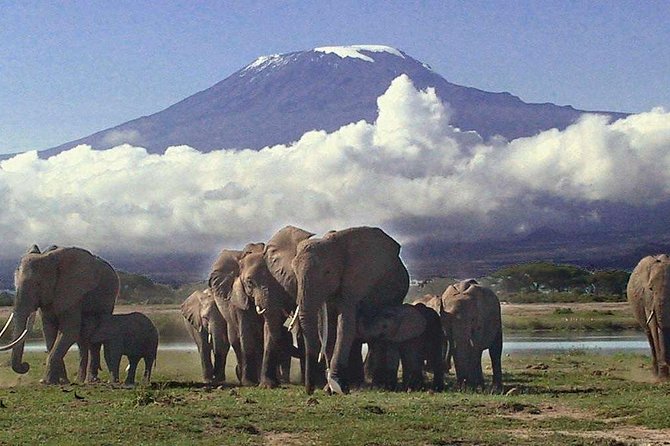 2 Days Amboseli National Park Safari- Guarantee Daily Departure - Key points at a glance