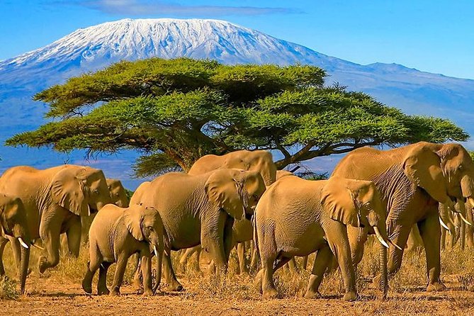 2 Days Amboseli National Park Safari- Guarantee Daily Departure - What the $462.34 price covers