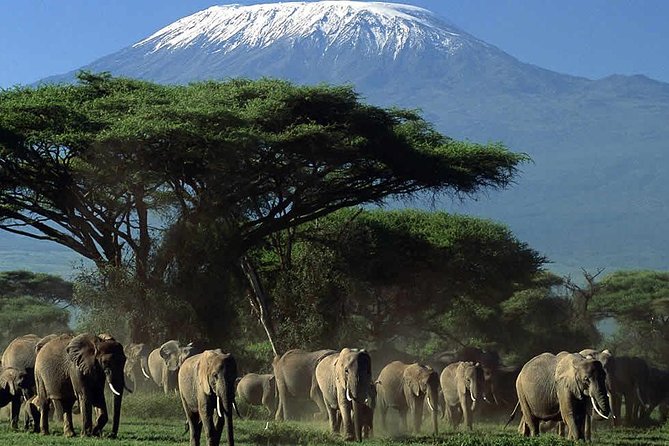 2 Days Amboseli National Park Safari- Guarantee Daily Departure - Guides and the small-group advantage