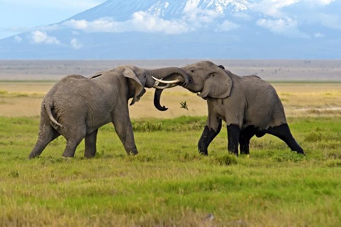 2 Days Amboseli National Park Safari- Guarantee Daily Departure - Day 1: Lunch, rest, and an afternoon game drive