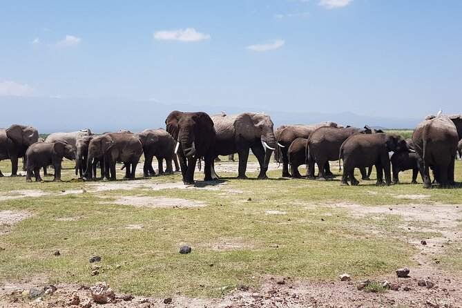 2 Days Amboseli Park Overnight Private Safari - Key points to know before booking