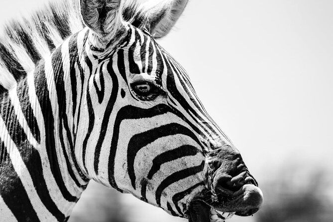 2 Days Amboseli Park Overnight Private Safari - Observation Hill and Amboseli’s changing habitats