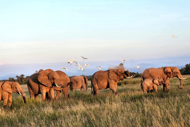 2 Days Amboseli Park Overnight Private Safari - What the $475 price covers