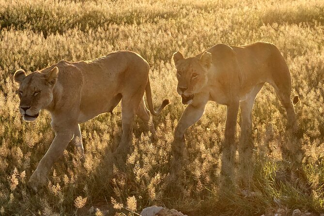 2 Days Amboseli Park Overnight Private Safari - Who should book this private safari