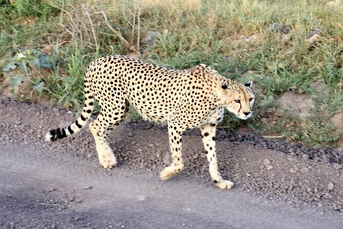 2 Days Amboseli Park Overnight Private Safari - Day one: arrival, lunch, and the first game drive