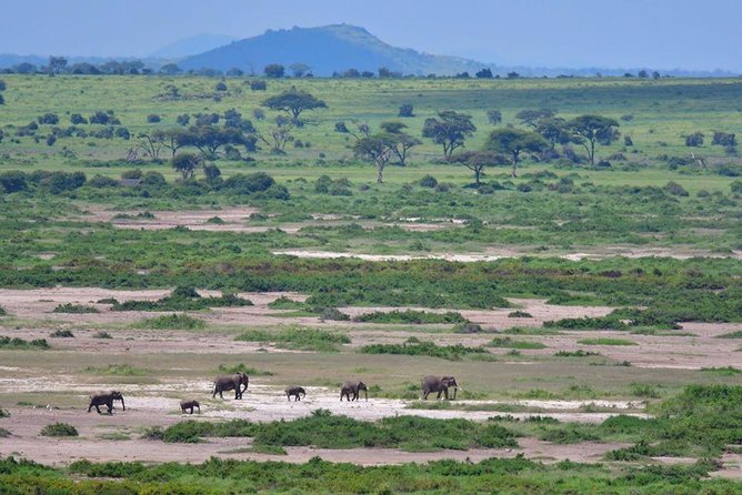 2 Days Amboseli Private Safari - What the guide can add to the day