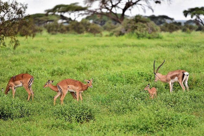 2 Days Amboseli Private Safari - Practical limits of a short private safari