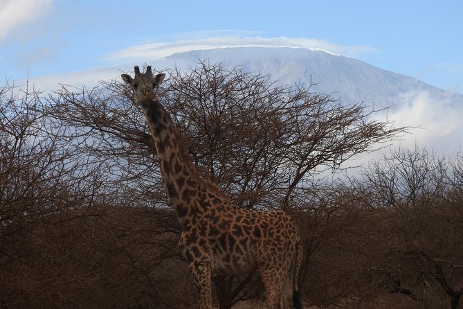 2 Days Amboseli Safari - Key points to know before booking