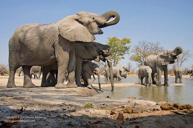 2 Days Amboseli Safari Adventure from Nairobi Classic Game Drives - Key points to know before booking