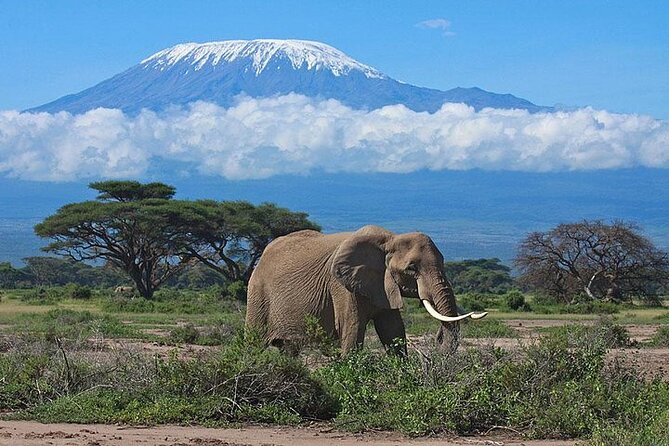 2 Days Amboseli Safari Adventure from Nairobi Classic Game Drives - Elephants and the Kilimanjaro view