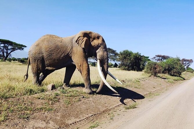 2 Days Amboseli Safari Adventure from Nairobi Classic Game Drives - Is $410 a fair price?
